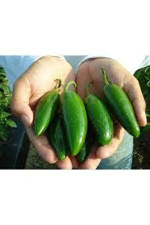 5 Adet Tohum Ithal Acı Jalapeno Biberi Tohumu Meksika Biberi Tohumu Süpriz Hediye Tohum Zehir Acı