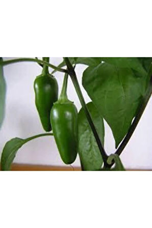 5 Adet Tohum Ithal Acı Jalapeno Biberi Tohumu Meksika Biberi Tohumu Süpriz Hediye Tohum Zehir Acı
