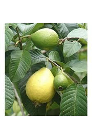 5 Adet Tohum Tropikal Nadir Asya Psidon Guava Meyve Tohumu Guava Meyvesi Tohumu Sürpriz Hediye Tohum