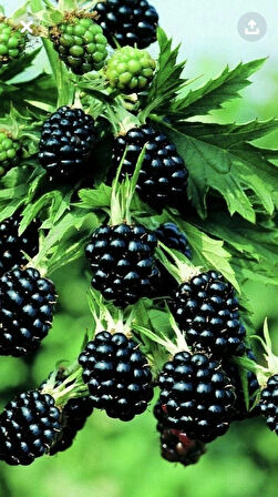 2'li Meyve Paketi - Yaban Mersini (Vaccinium corymbosum) ve Böğürtlen (Rubus fruticosus) Fidanı, 1-2 Yaş Arası Tüplü