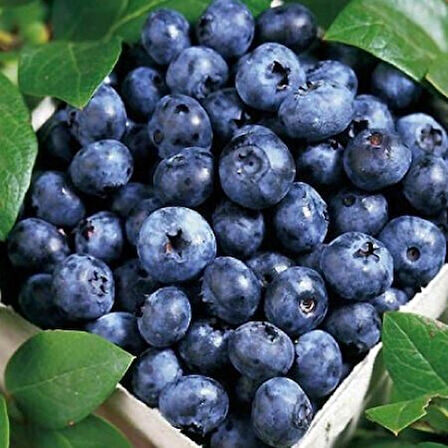 2'li Meyve Paketi - Yaban Mersini (Vaccinium corymbosum) ve Böğürtlen (Rubus fruticosus) Fidanı, 1-2 Yaş Arası Tüplü