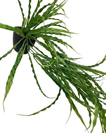 Yapay Çiçek Saksıda Sarkan Yeşil Kıvrımlı Saz 70cm