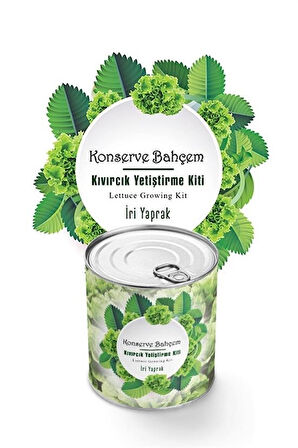 By Nevser® Konserve Bahçem Evde Konservede İri Yapraklı Kıvırcık Yetiştirme Kiti