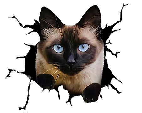 Siyam Kedisi 1 Araba Sticker Yapıştırması 17 CM