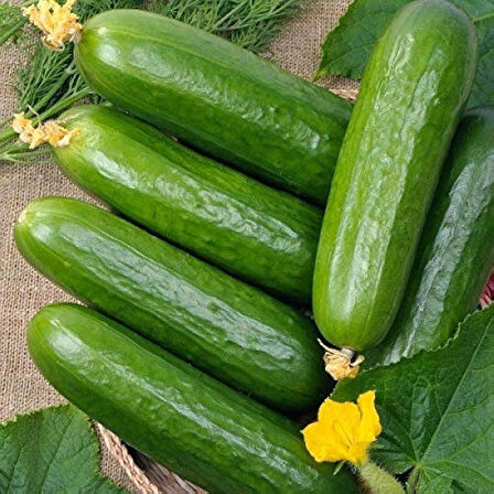 ByKurt Sunagri Beith Alpha Salatalık Tohumu - Yüksek Verimli Lezzetli Açık Tarla İçin