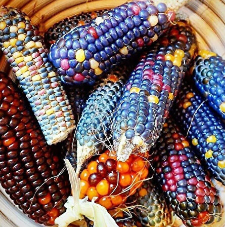 ByKurt Sunagri Renkli Mısır Tohumu - Bahçe ve Tarla İçin, İlkbahar-Yaz Ekimi, Yüksek Verimli