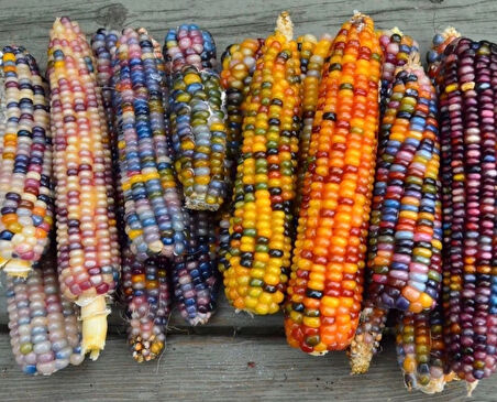 ByKurt Sunagri Renkli Mısır Tohumu - Bahçe ve Tarla İçin, İlkbahar-Yaz Ekimi, Yüksek Verimli