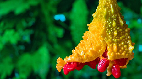 ByKurt Sunagri Kudret Narı Tohumu - 5 Adet Çimlenme Garantili Yerli Üretim