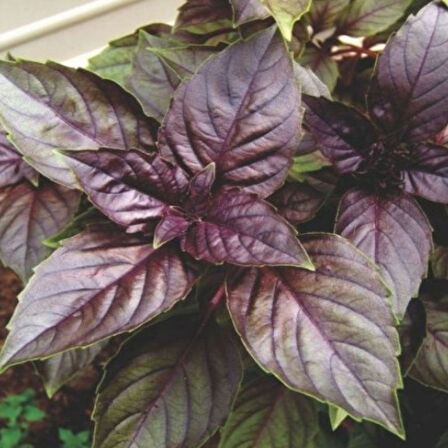 ByKurt Sunagri Mor Reyhan Tohumu - Aromatik Mor Renkli Bahçeler İçin Çekici ve Lezzetli