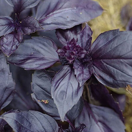 ByKurt Sunagri Mor Reyhan Tohumu - Aromatik Mor Renkli Bahçeler İçin Çekici ve Lezzetli