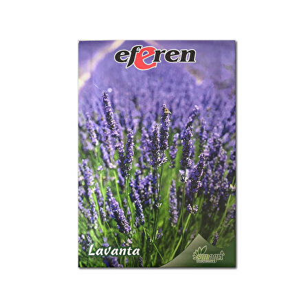 Lavanta Tohumu - Çok Yıllık Aromatik Parfüm ve Kozmetik Endüstrisi İçin İdeal