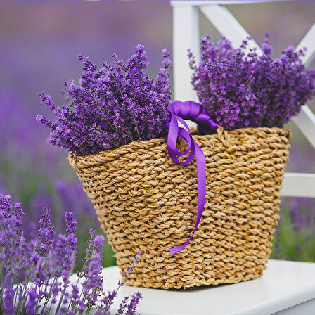 Lavanta Tohumu - Çok Yıllık Aromatik Parfüm ve Kozmetik Endüstrisi İçin İdeal