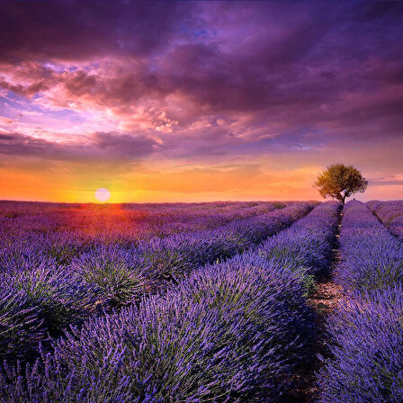Lavanta Tohumu - Çok Yıllık Aromatik Parfüm ve Kozmetik Endüstrisi İçin İdeal