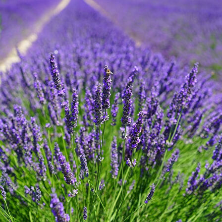 Lavanta Tohumu - Çok Yıllık Aromatik Parfüm ve Kozmetik Endüstrisi İçin İdeal