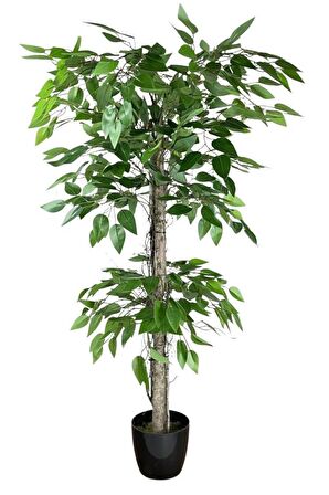 Yapay Ağaç Benjamin 2 Gövdeli Çalılı 2 Katlı 120x70cm Siyah Plastik Saksılı