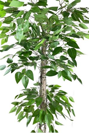 Yapay Ağaç Benjamin 2 Gövdeli Çalılı 2 Katlı 120x70cm Siyah Plastik Saksılı