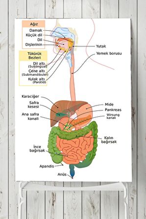 Sindirim Sistemi Eğitim Posteri 