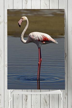 Flamingo Hayvan Posteri 