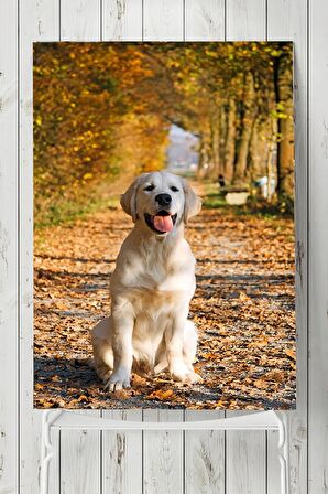 Golden Retriever Hayvan Posteri 