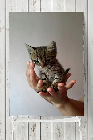 Kedi Hayvan Posteri 4  