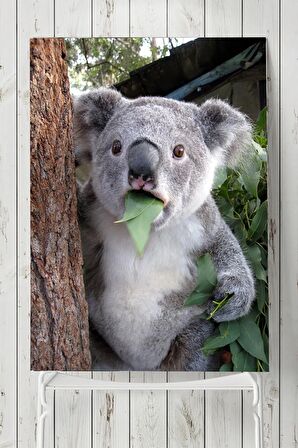 Koala Hayvan Posteri
