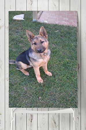 Kurt Köpeği Hayvan Posteri  