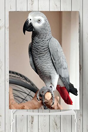 Papağan Hayvan Posteri 2 