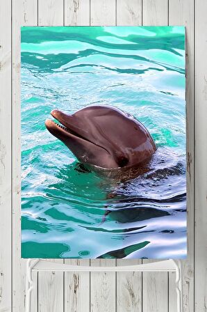 Yunus Balığı Hayvan Posteri 