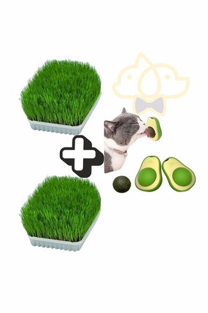 Doğal Kedi Çim Seti 2 Adet Kedi Çimi 1 Adet Avokado Catnip Kedi Nanesi Oyuncağı Kedi Otu Fileli