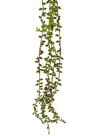 Yapay Çiçek Sarkan Kahverengi Detaylı String Okaliptus Skulent 70cm 5Dal