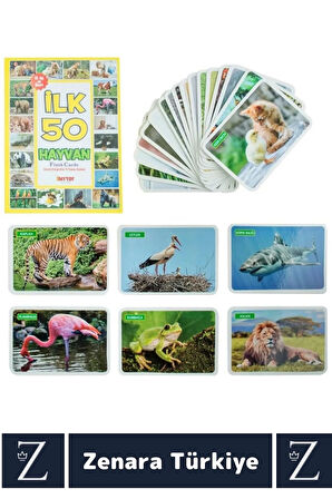 Okul Öncesi Koordinasyon Görsel Algı Geliştirici Hayvan İsimleri Öğretici Eğlenceli İLK 50 HAYVAN