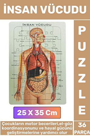 Eğitici Eğlenceli El-Göz Koordinasyonu Motor Becerisi Geliştiren 36 Parça Puzzle İNSAN VÜCUDU