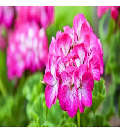 Koyu Pembe Sakız Sardunya Çingene Pembesi 10-20 cm