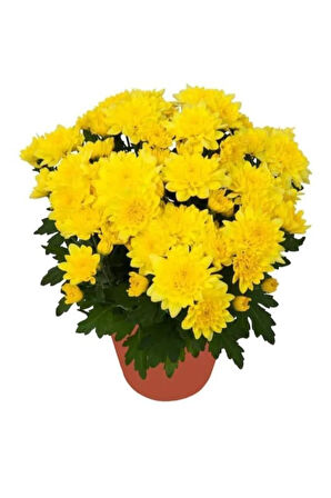 Saksıda Kasımpatı Çiçeği (chrysanthemum) SARI 10-20 cm