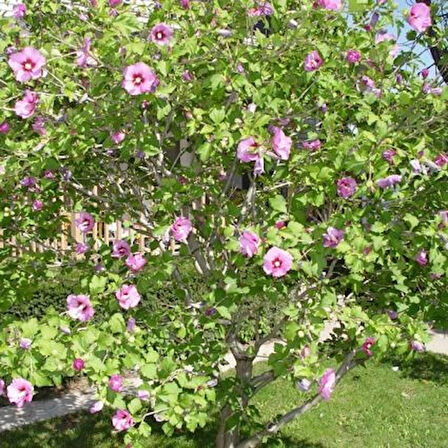 1-2 Yaş Arası Tüplü Ağaç Hatmi (Hibiscus syriacus) Fidanı - Renkli ve Gösterişli Çiçekler