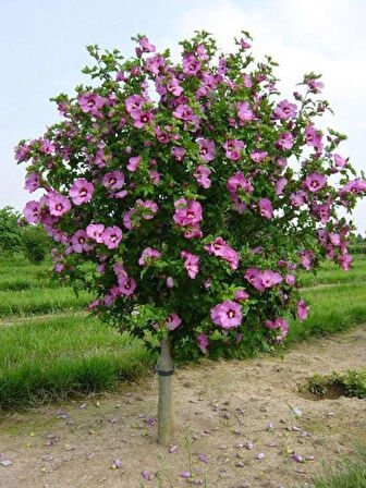 1-2 Yaş Arası Tüplü Ağaç Hatmi (Hibiscus syriacus) Fidanı - Renkli ve Gösterişli Çiçekler