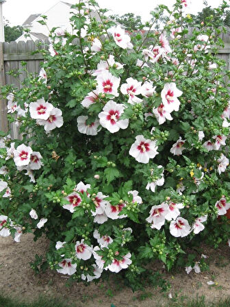 1-2 Yaş Arası Tüplü Ağaç Hatmi (Hibiscus syriacus) Fidanı - Renkli ve Gösterişli Çiçekler