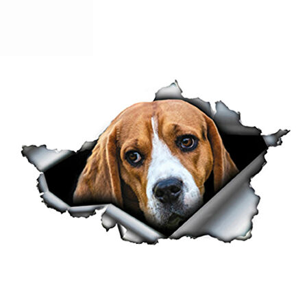 Beagle Cinsi köpek Araba Sticker