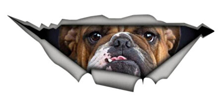 Bulldog Köpek Sticker Yapıştırma