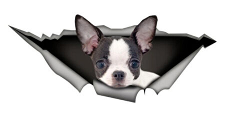 Chihuahua Cİns Köpek Sticker Yapıştırması