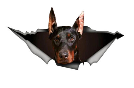 Doberman Araba Sticker Yapıştırması 20 CM
