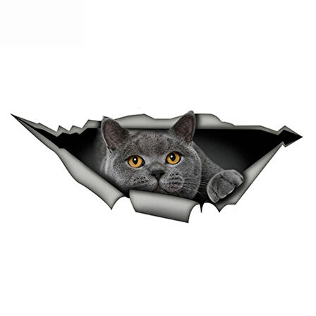 İngiliz Shorthair komik kedi araba Sticker gri