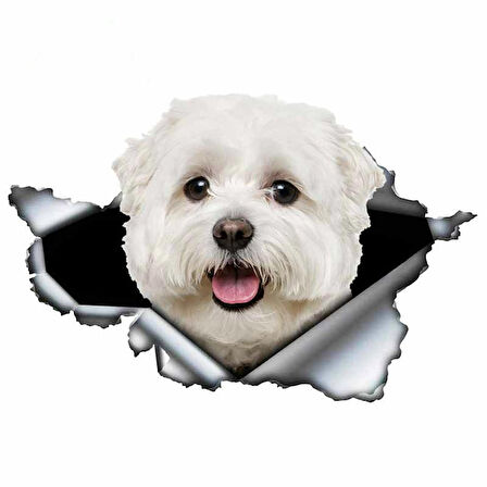 Sevimli Maltese Cinsi Köpek Araba Sticker Yapıştırması model1