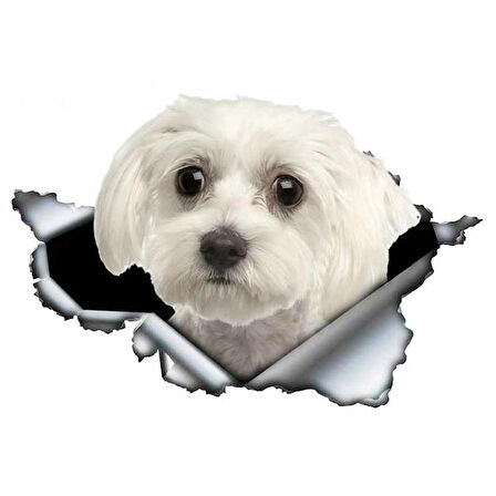 Sevimli Maltese Cinsi Köpek Araba Sticker Yapıştırması model3