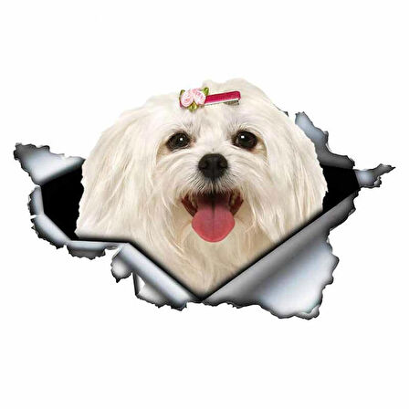 Sevimli Maltese Cinsi Köpek Araba Sticker Yapıştırması 19CM