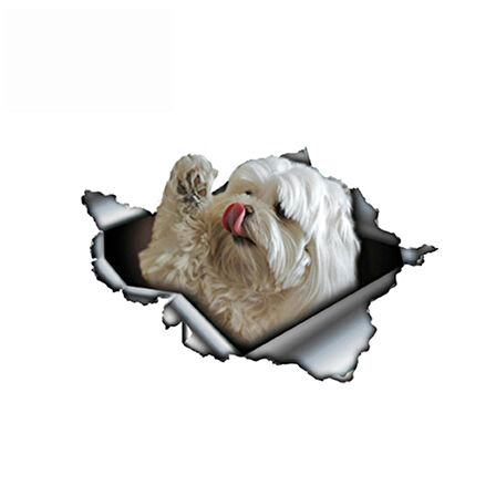 Sevimli Maltese Cinsi Köpek Araba Sticker Yapıştırması model7