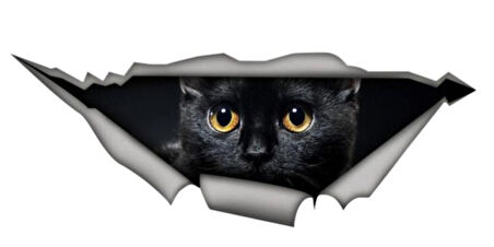 Siyah Sevimli Kedi Yavrusu Araba Sticker 18 CM