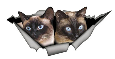 Siyam Cins Kediler 2 li Araba Sticker Yapıştırması 20 CM