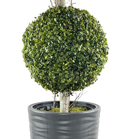 Yapay Ağaç Antrasit Uzun Kumsal Vazoda Şimşir Top 2 Toplu 130cm