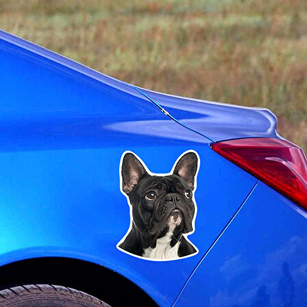 Fransız Bulldog Araba Sticker Yapıştırması 15CM